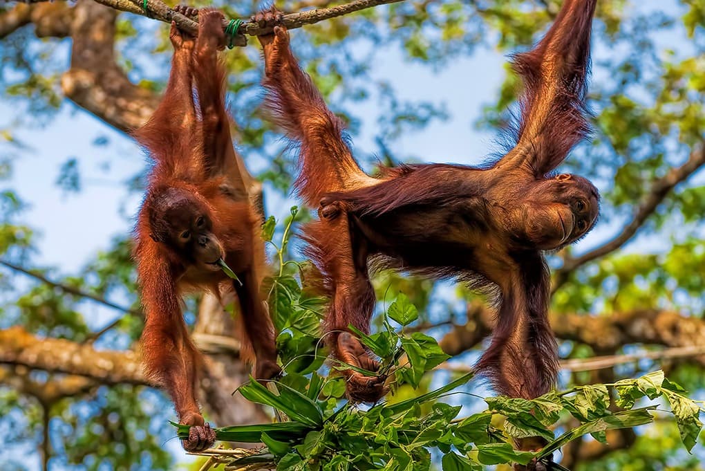 En el encuentro de los últimos orangutanes (en libertad)