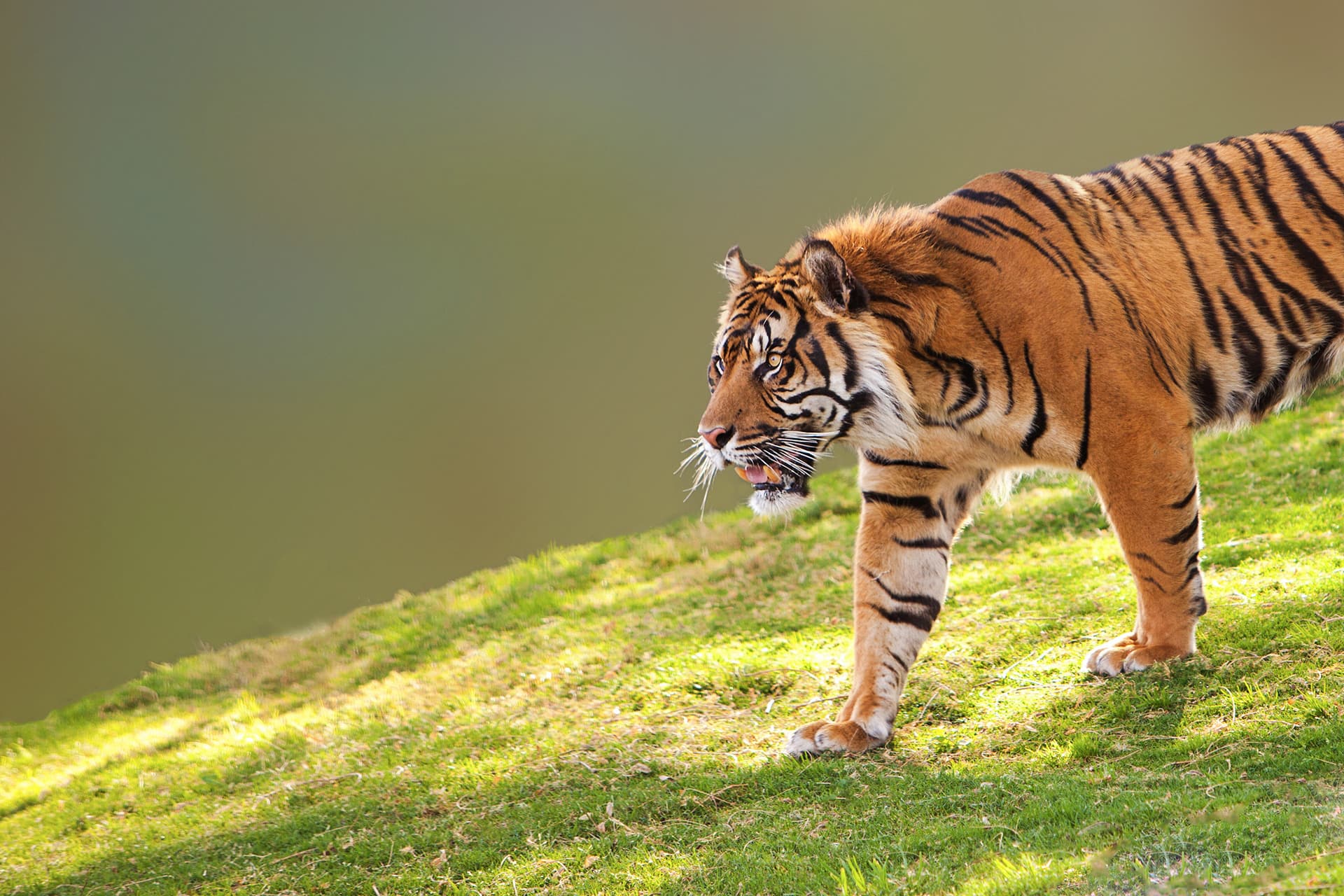 Sur les traces du tigre de Sumatra