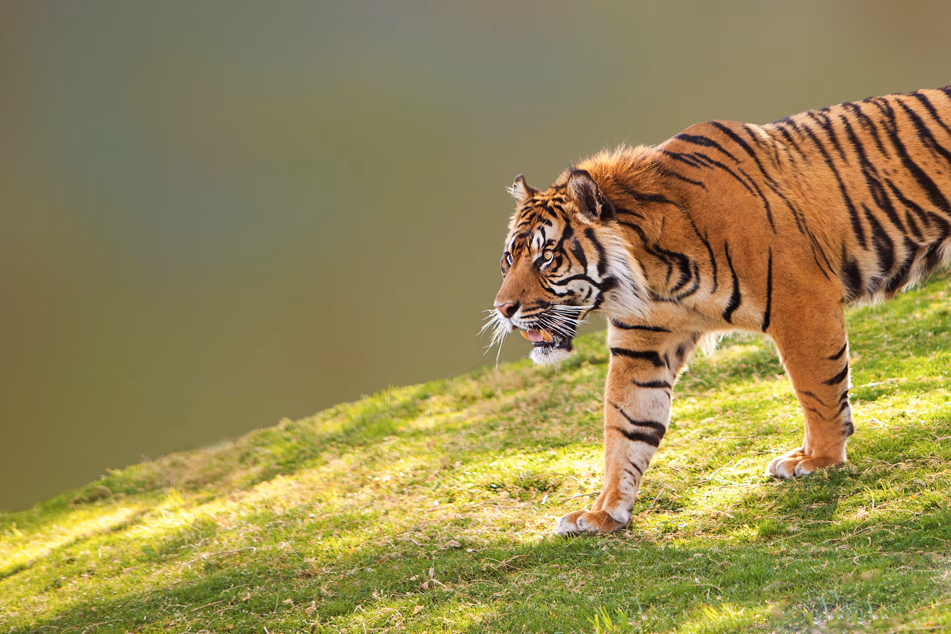 En los pasos del tigre de Sumatra