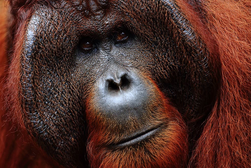 Toda la belleza de Borneo: De las selvas vírgenes a las lagunas coralinas