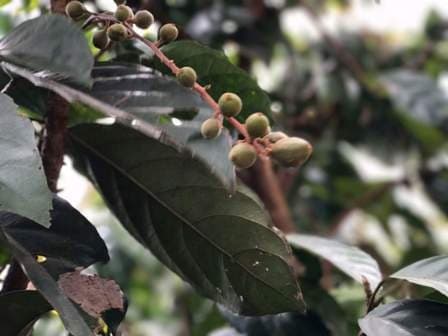 Las plantaciones de café de Mondulkiri