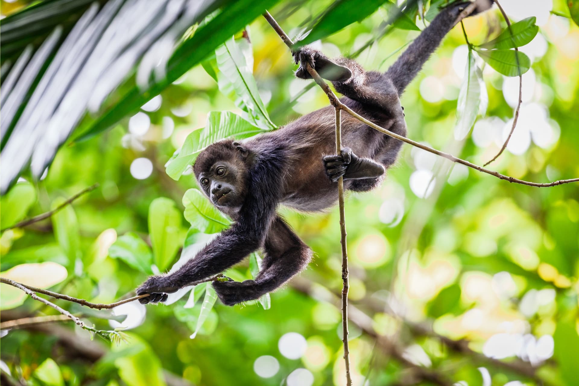 Voyage en famille au Panama : entre animaux, rencontres et nature