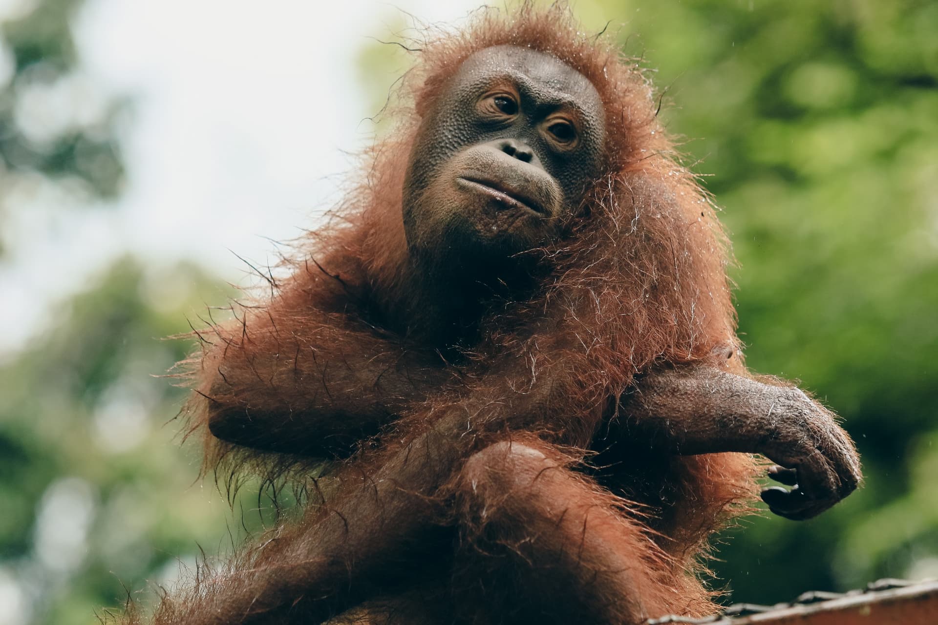 Bornéo, jungle et faune sauvage
