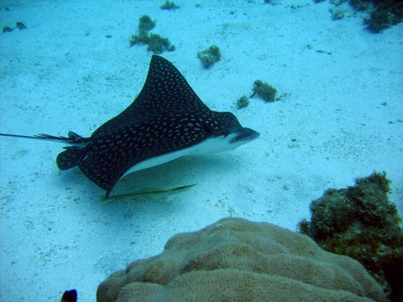 Esnórquel en la isla de Catalina en Catamarán de Lujo
