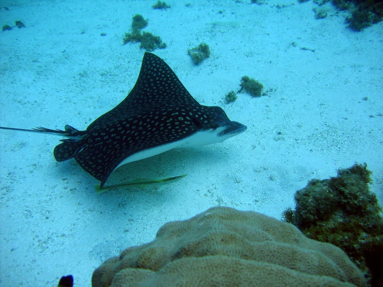 Snorkeling à l'ile de Catalina en Catamaran de Luxe