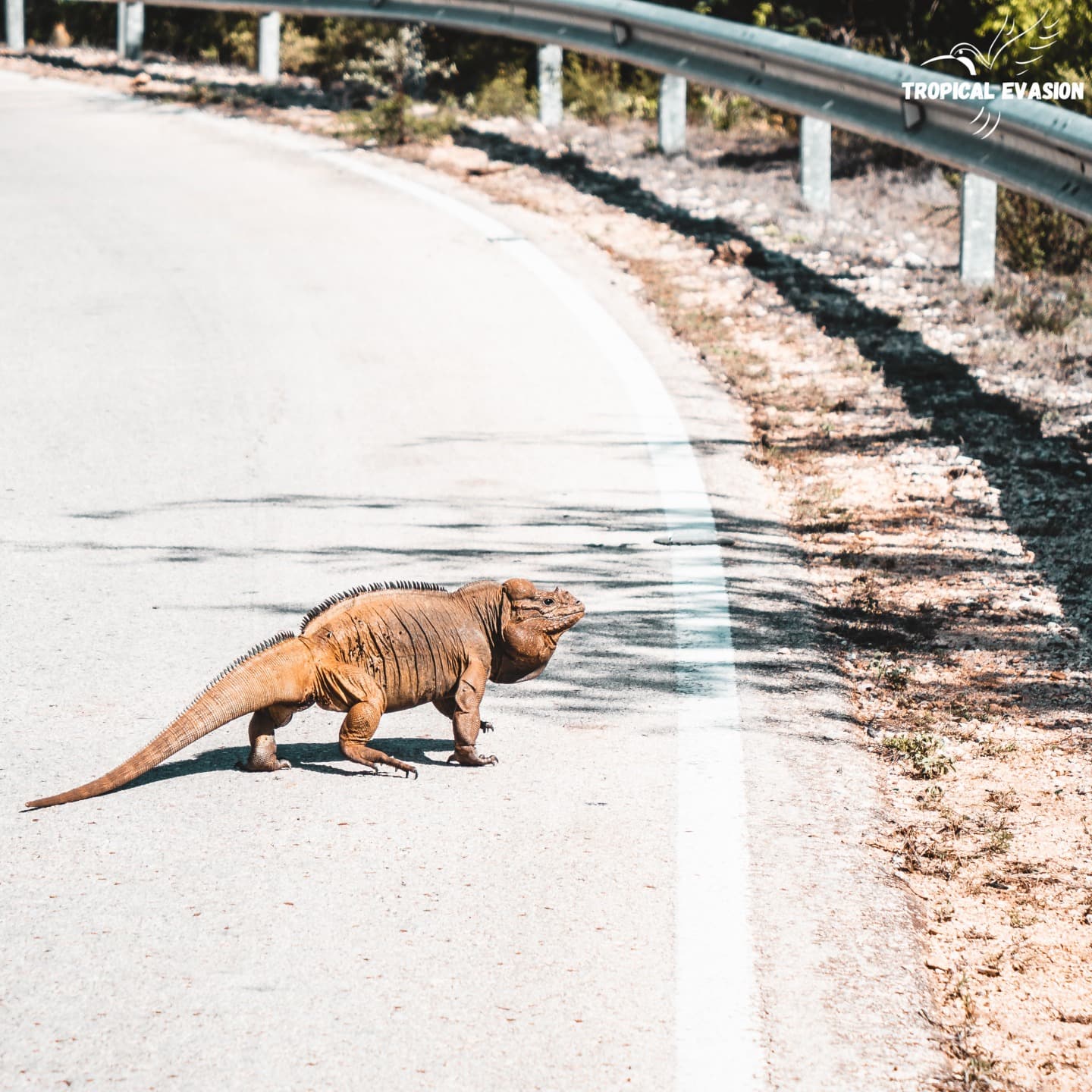 La route du Sud