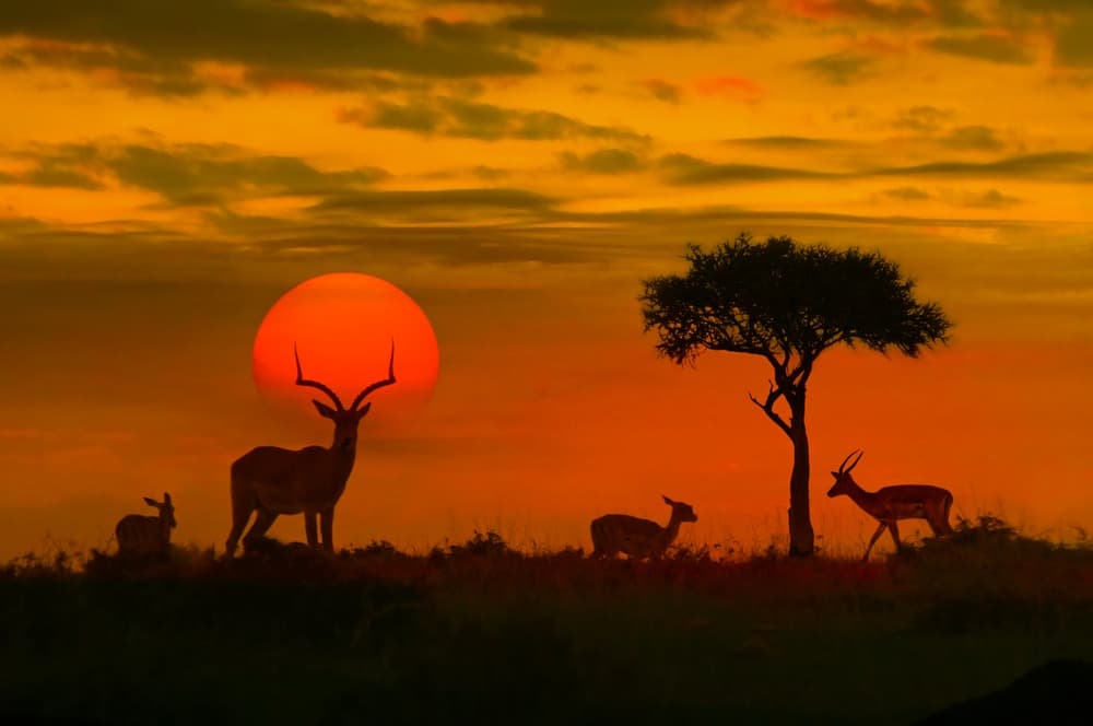 Évasion entre Terre Sauvage et Océan Infini