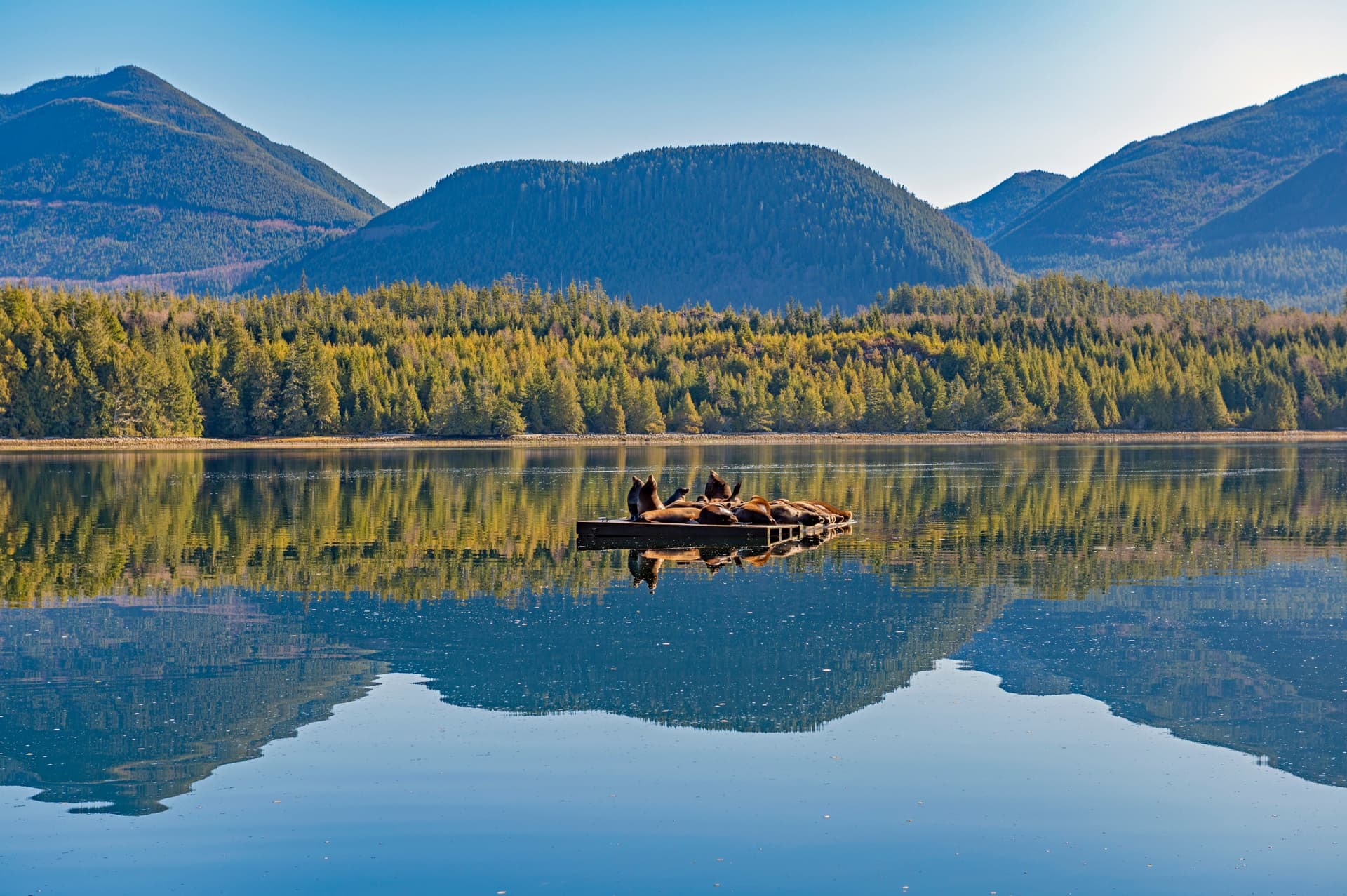 Île de Vancouver écoresponsable : autotour 12 jours entre mer & montagnes