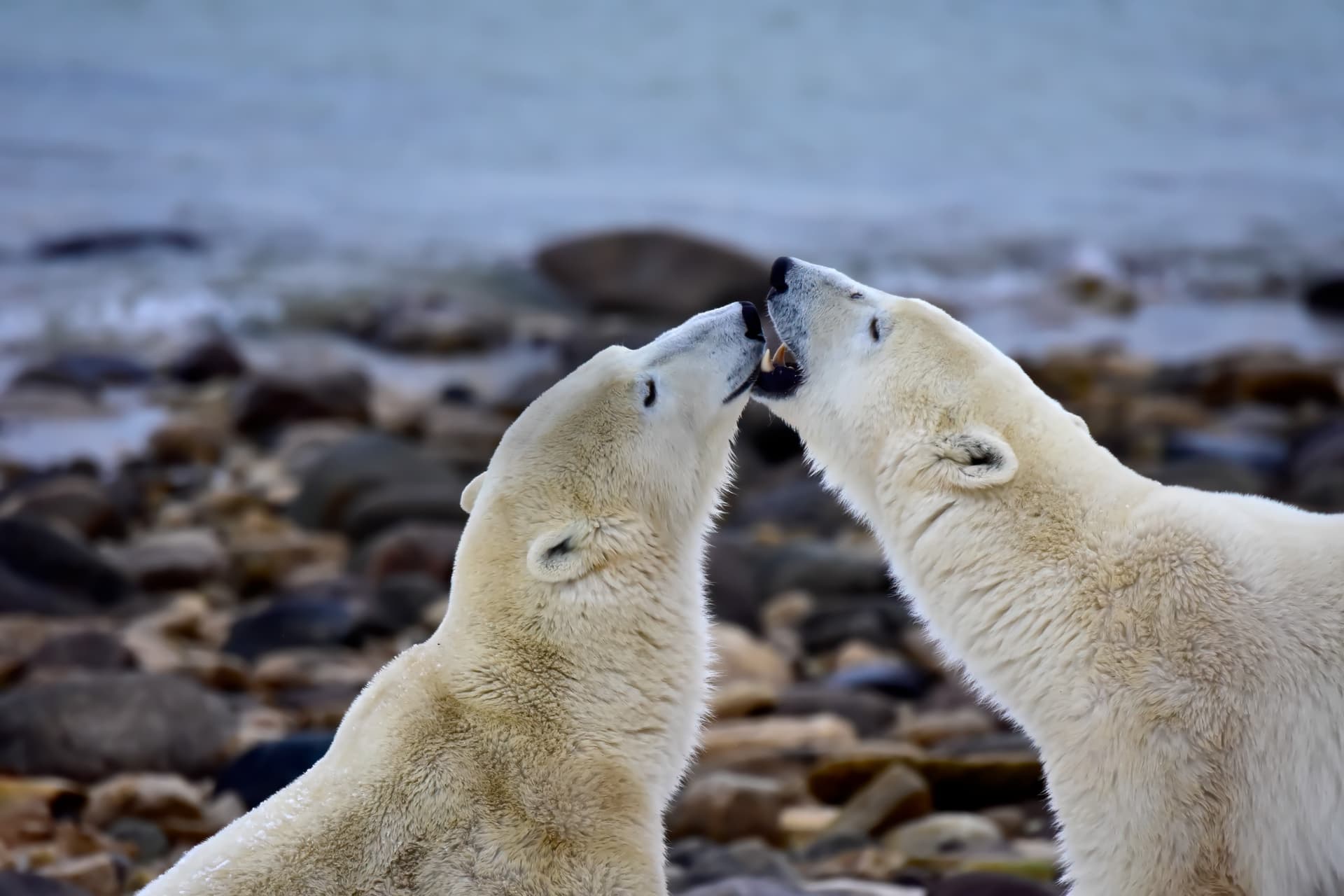 Observation des ours polaires au Manitoba