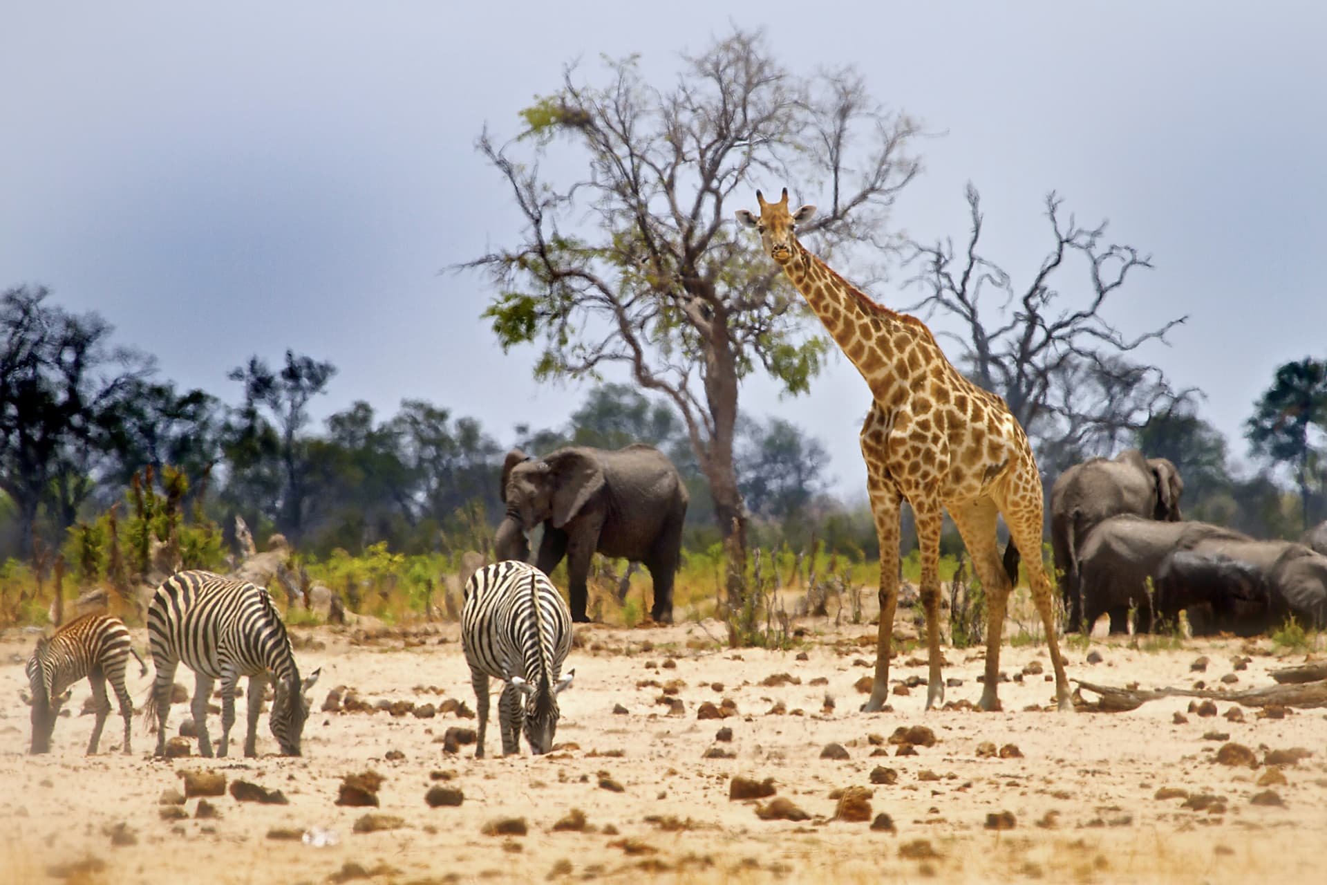 Zimbabwe en familia: Naturaleza, safaris y descubrimientos culturales