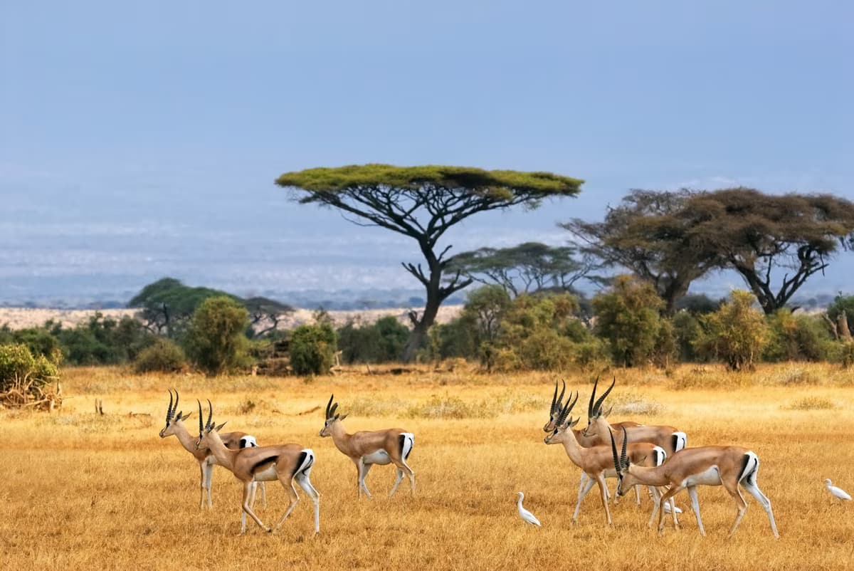 Safari y relajación en la costa de Kenya