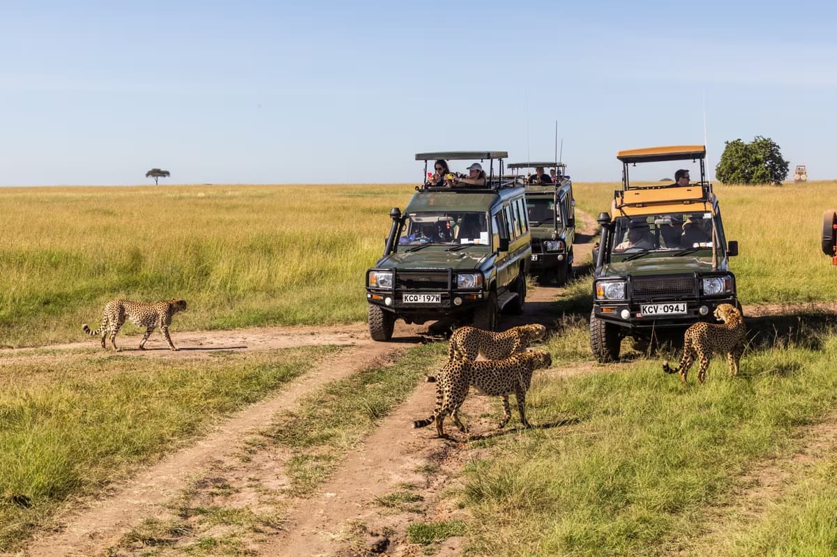 Safari en el país de los Masáis y playa