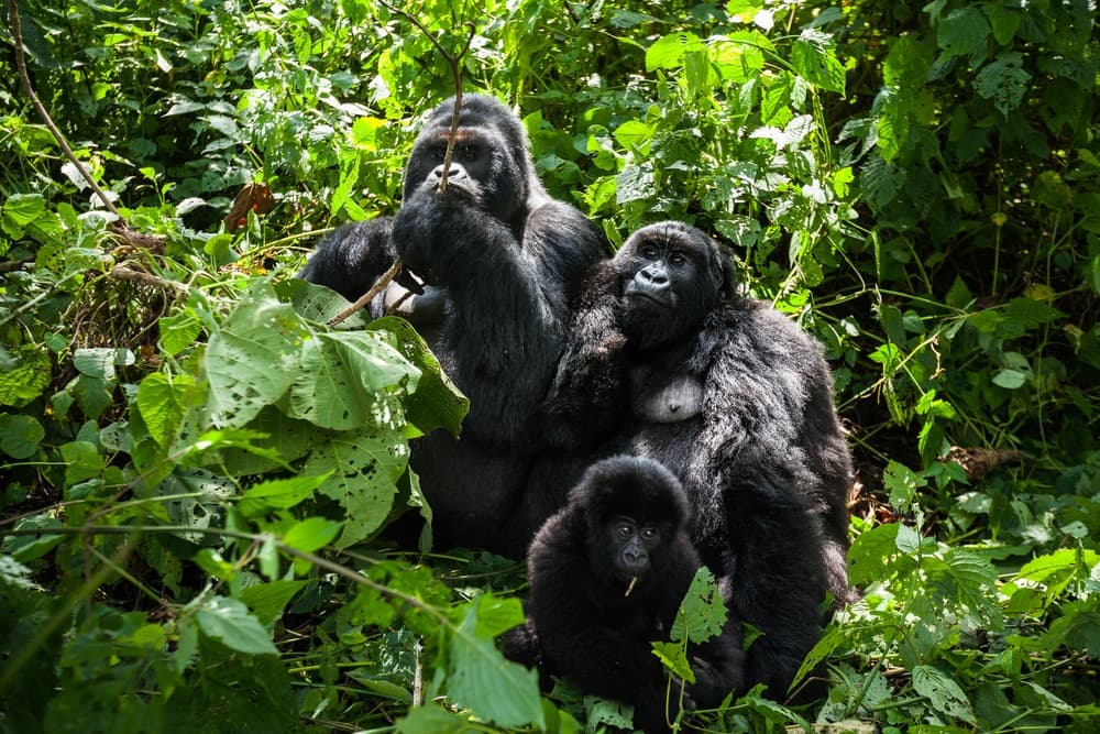 Aventure Sauvage et Rencontre avec les Gorilles