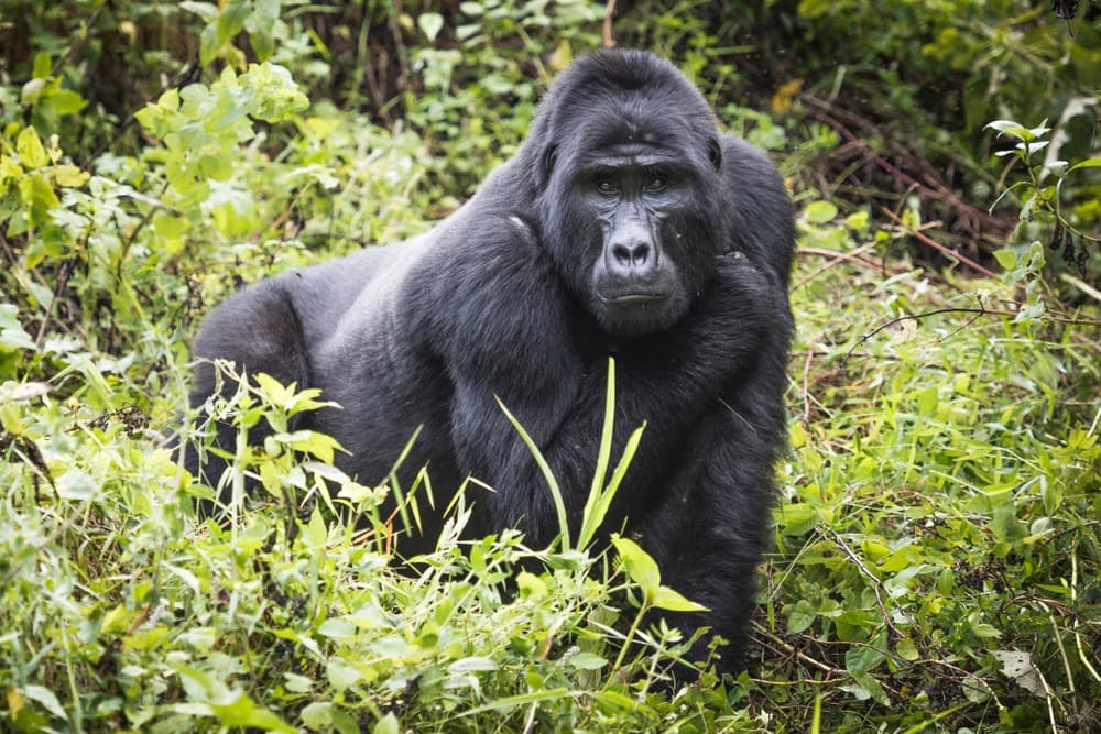 Les Gorilles de Bwindi au départ de Kigali