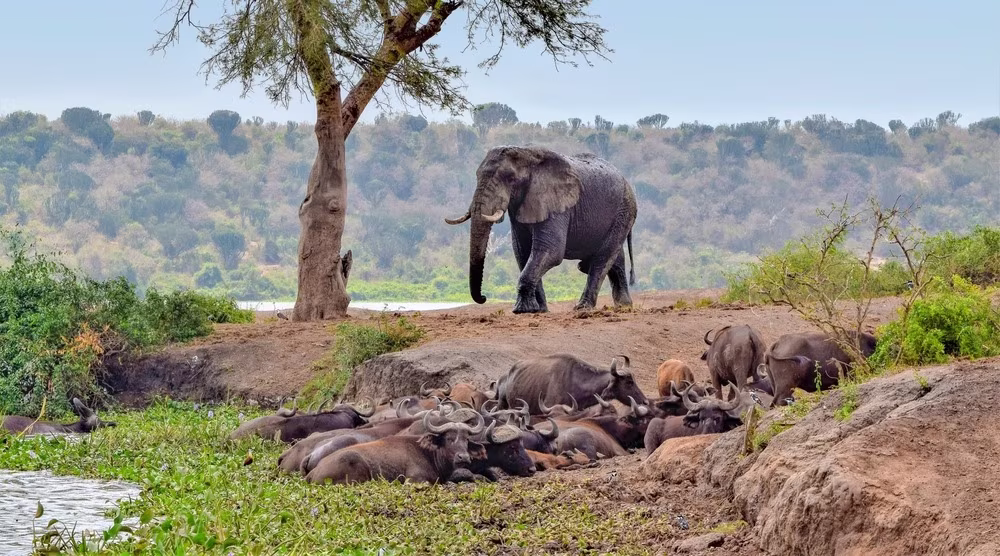 Uganda - Rwanda: Safari en el África de los Grandes Lagos