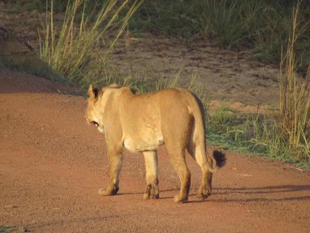 Un Safari en todos sus estados