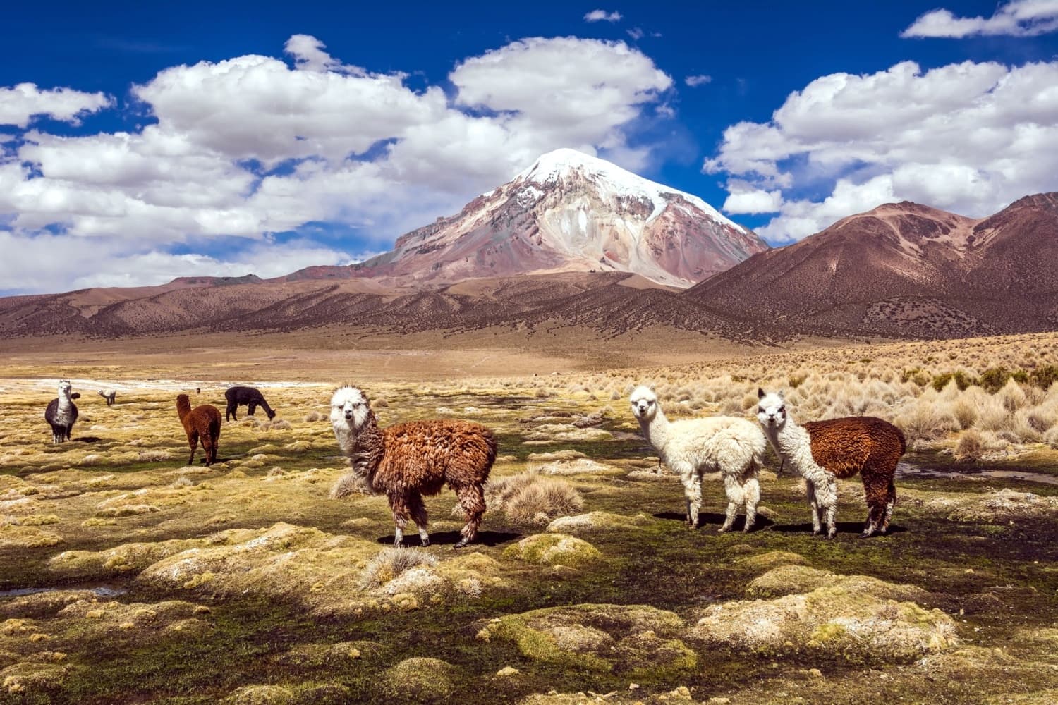 Inmensidades salvajes de Bolivia