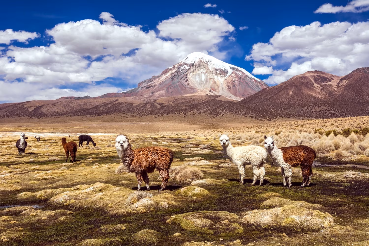 Inmensidades salvajes de Bolivia