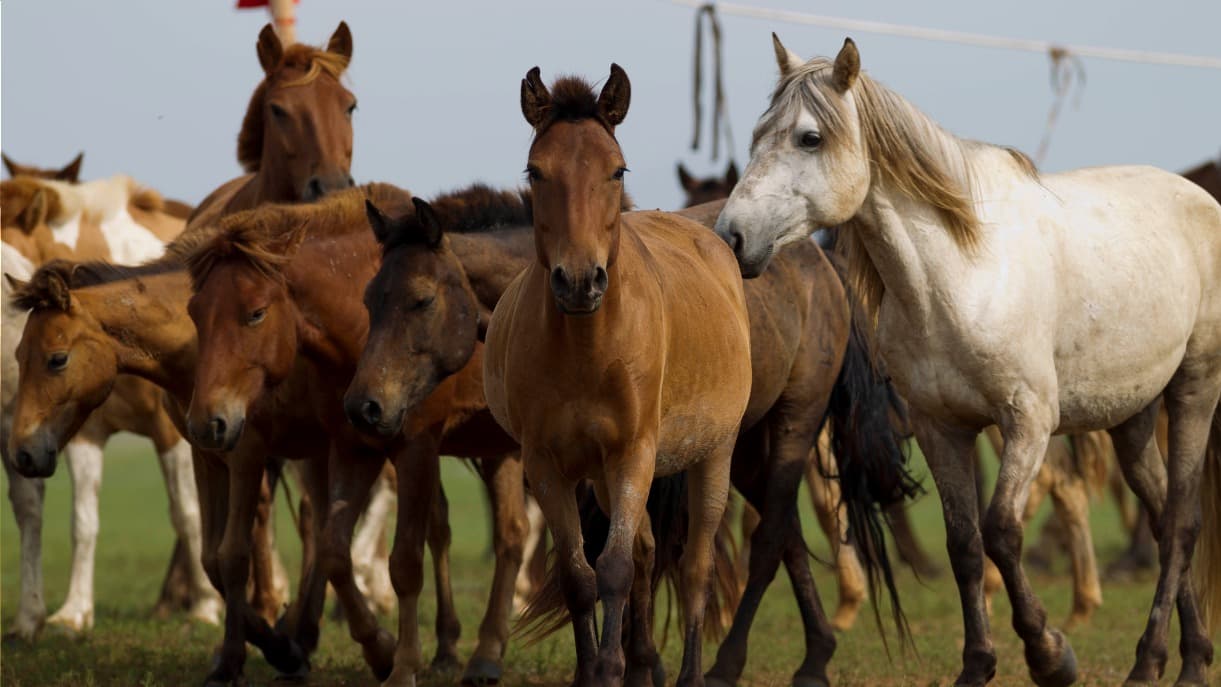 A caballo en el Khan Khentii