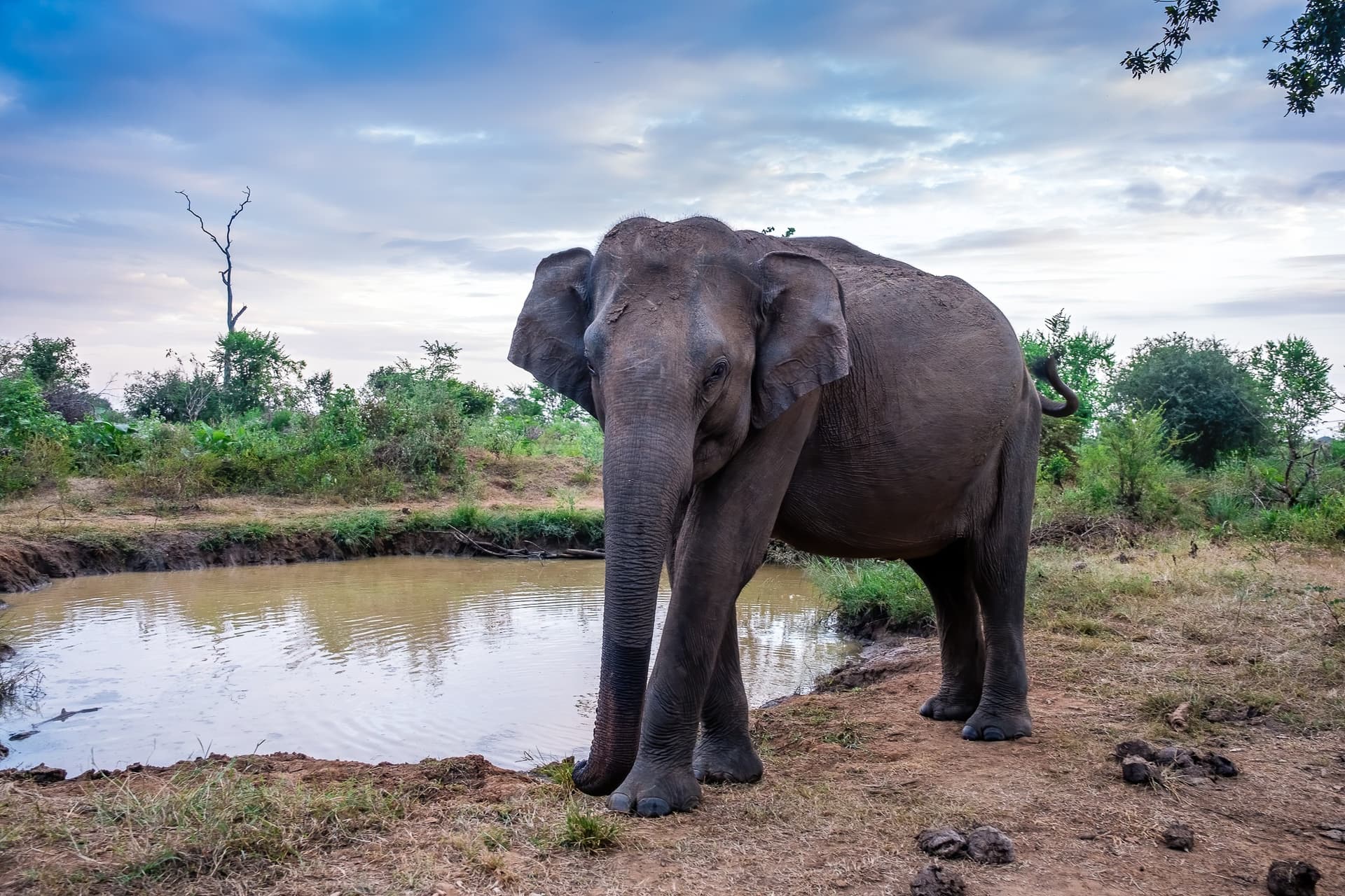 Vida silvestre y ornitología en Sri Lanka
